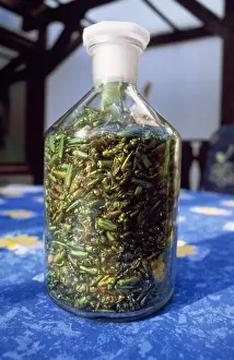 Greece Prints: Spanish Fly / Blister Beetles - oily secretion used as application against blisters