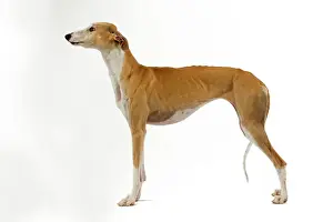 Spanish Galgo / Spanish Greyhound - in studio