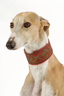 Collar Collection: Spanish Galgo / Spanish Greyhound - in studio