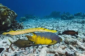 Images Dated 11th November 2011: Spanish Hogfish (Bodianus rufus), Trumpetfish