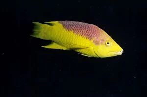 Images Dated 19th December 2006: Spanish Hogfish Caribbean