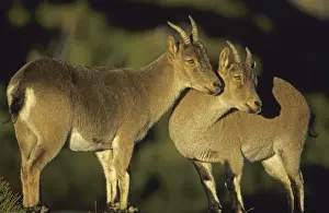 Spanish Ibex Ewes - Spain - I. U. C. N. vulnerable- Lives in mountainous areas of Pyrenees and central and southern Spain