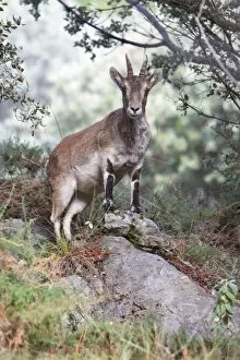Images Dated 28th December 2007: Spanish Ibex - female animal alert, Grazalema National Park, Andalucia, Spain