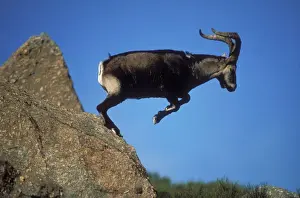 Spanish Ibex Leaping, Spain. (Vulnerable)