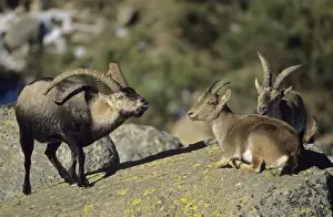Spanish Ibex - Male courting female in rut - Spain - I. U. C. N. vulnerable- Lives in mountainous areas of Pyrenees and central and southern Spain