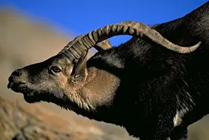 Spanish Ibex - Male courting female in rut -Spain - IUCN vulnerable - Lives in the mountainous areas of Pyrenees-central and southern Spain - Grazes on alpine grasses and herbs