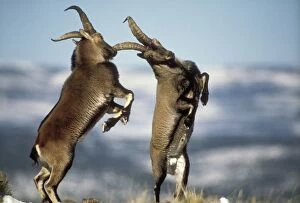 Spanish IBEX - two males fighting