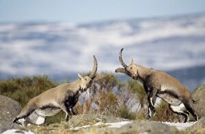 SPANISH IBEX - males fighting, facing each other
