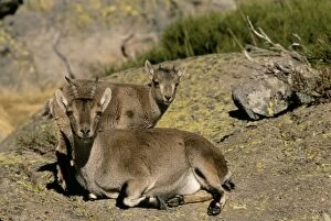 Images Dated 20th December 2004: Spanish Ibex - Mother and Young Spain