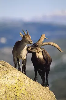 Ibex Prints: Spanish Ibex - pair - male courting female - Spain