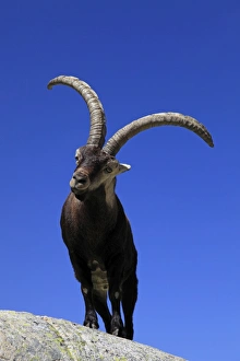 Images Dated 12th April 2011: Spanish Ibex - Sierra de Gredos - Spain