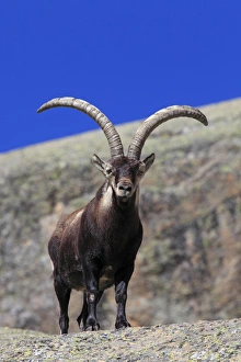 Images Dated 12th April 2011: Spanish Ibex - Sierra de Gredos - Spain
