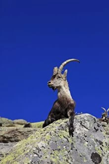 Images Dated 13th April 2011: Spanish Ibex - Sierra de Gredos - Spain