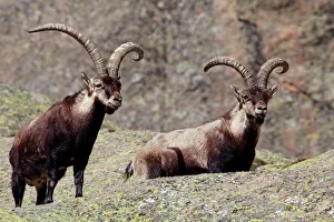 Images Dated 12th April 2011: Spanish Ibex - Sierra de Gredos - Spain