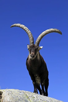 Images Dated 12th April 2011: Spanish Ibex - Sierra de Gredos - Spain