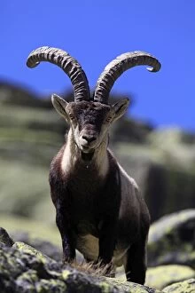 Images Dated 12th April 2011: Spanish Ibex - Sierra de Gredos - Spain