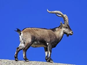 Images Dated 12th April 2011: Spanish Ibex - Sierra de Gredos - Spain