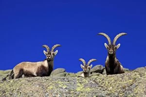 Images Dated 13th April 2011: Spanish Ibex - Sierra de Gredos - Spain