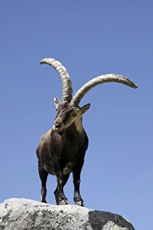 Images Dated 12th April 2011: Spanish Ibex - Sierra de Gredos - Spain