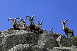 Images Dated 12th April 2011: Spanish Ibex - Sierra de Gredos - Spain