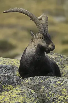 Spanish Ibex - Spain - I. U. C. N. vulnerable- Lives in mountainous areas of Pyrenees and central and southern Spain