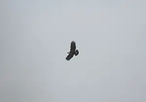 Spanish Imperial / Iberian Imperial Eagle / Adalbert's Eagle - In flight