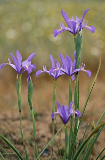Images Dated 1st February 2007: Spanish Iris South Spain