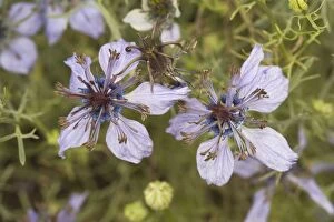 Images Dated 4th August 2006: Spanish Love-in-a-mist (Nigella hispanica), Pyrenees