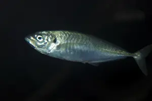 Mackerels Prints: Spanish Mackerel- warm seas, worldwide