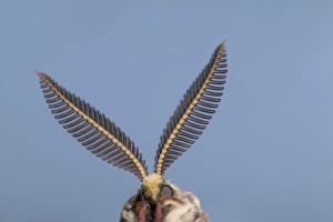 Images Dated 22nd March 2005: Spanish Moon Moth - Antennas of the male. Europe