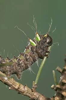 Images Dated 22nd March 2005: Spanish Moon Moth - Caterpillar eating a needle of a pine. Europe