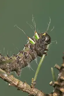 Spanish Moon Moth - Caterpillar eating a needle of a pine. Europe