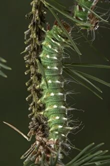 Images Dated 6th July 2005: Spanish Moon Moth - caterpillar of the hybridisation