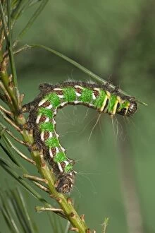Images Dated 22nd March 2005: Spanish Moon Moth - Caterpillar (L5) eating a needle of pine. Europe
