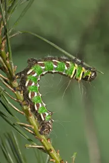 Moon Prints: Spanish Moon Moth - Caterpillar (L5) eating a needle of pine. Europe