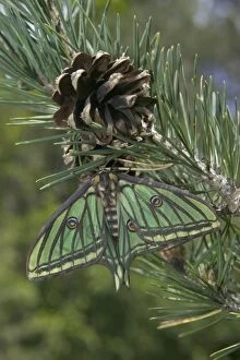 Spanish Moon Moth - Female on the cone of a pine, showing false eyes