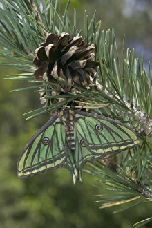 Images Dated 21st March 2005: Spanish Moon Moth - Female on the cone of a pine. Europe