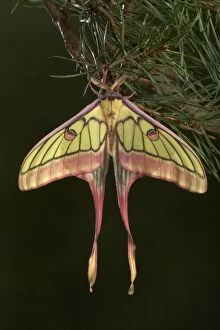 Images Dated 31st July 2005: Spanish Moon Moth - Hybridization Grasiella isabellae
