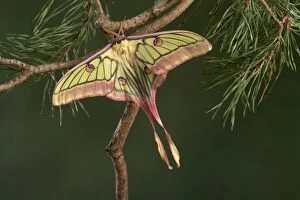 Actias Gallery: Spanish Moon Moth - Hybridization Grasiella isabellae