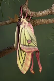 Images Dated 31st July 2005: Spanish Moon Moth - Hybridization Grasiella isabellae