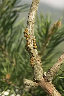 Spanish Moon Moth - laying eggs onto a twig of a pine