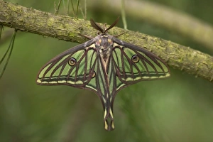 Images Dated 2nd December 2007: Spanish Moon Moth - Male