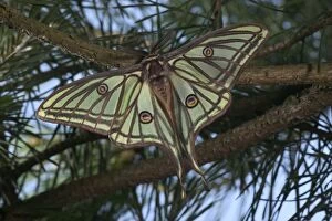 Images Dated 22nd March 2005: Spanish Moon Moth - Male on a pine. Europe