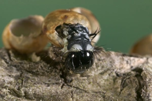 Images Dated 18th March 2005: Spanish Moon Moth - Young caterpillar emerging from egg