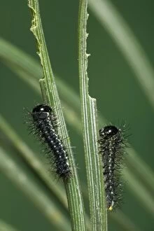 Spanish Moon MOTH - young caterpillars