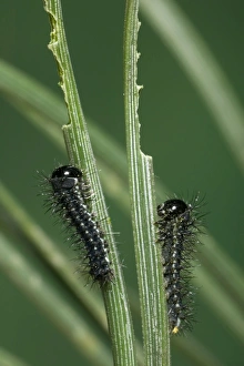 Images Dated 18th March 2005: Spanish Moon Moth - young caterpillars