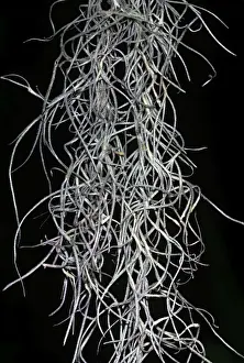 Mosses Prints: Spanish Moss