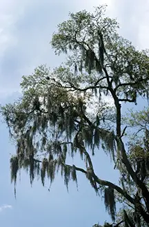 Mosses Prints: Spanish Moss - on trees