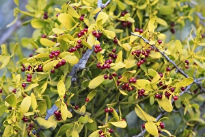 Images Dated 28th December 2007: Spanish or Red Berried Mistletoe - ripe berries, Grazalema, Andalucia, Spain