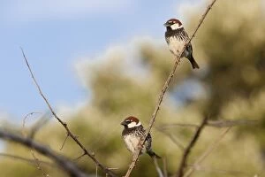 Spanish Sparrow - two adult males perching on undergrowth